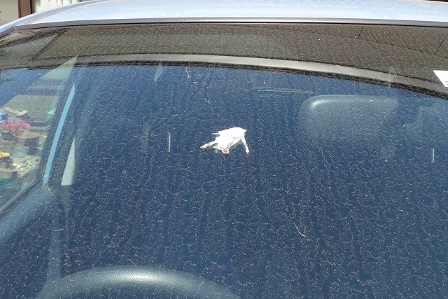 車のガラス面に付いた鳥のフン対策